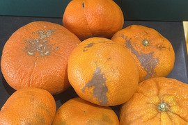 愛媛県産 訳あり甘平5kg