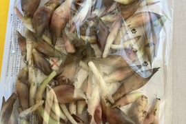 旬は一瞬！天然秋みょうが400g