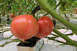 パリッと！新鮮！大玉トマトの2品種ランダムお楽しみセット【6袋】