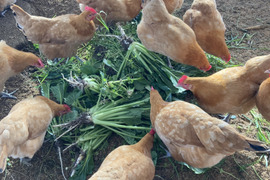 希少名古屋コーチン　平飼い卵　20個
