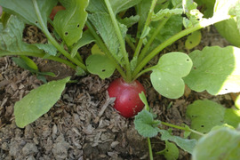 【まとめ買い用】ラディッシュ🔴🌿はつか大根🔴🌿５個セット🌿