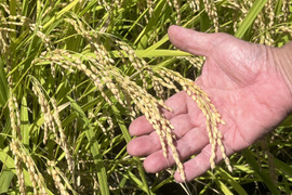 2024年産米　ひとめぼれ　玄米５ｋｇ　岩手県『虹の似あうまち』雫石町からお届けします。