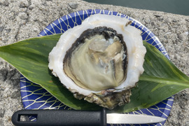 🦪【夏限定】クセが少なく旨み濃厚！生食OKの極上岩牡蠣「AZUL＋3」5kg（17〜21個）