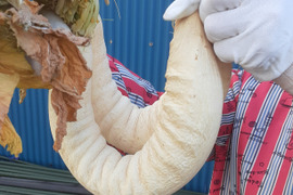 たくあん用干し大根　6本