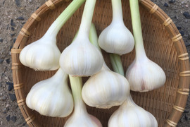 【期間限定】今だけ！採れたてフレッシュ！新にんにく（約500g／5～6玉）