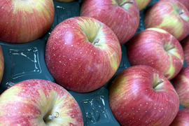 訳あり 小玉 シナノスイート 3ｷﾛ箱使用 13～16玉 長野県産