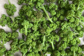 花山椒　100 グラム　京都産　天然