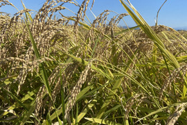 【令和7年秋田県産もち米新米】きぬのはだ　玄米20kg