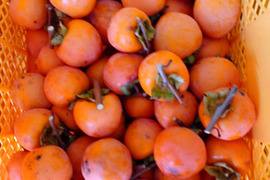 冬をワクワク！干し柿用の柿4ｋ！～農薬/化学肥料・不使用