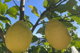 【KUMANO LEMON】リスボンレモン 3kg(18個〜24個)
⭐︎採れたて直送⭐︎