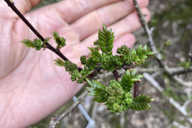 花山椒　50グラム　京都産　天然