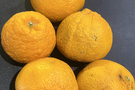 訳あり 不知火(デコポン)同品種2kg