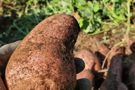 五島直送！潮風 × 火山灰土が育てたホクホクの島さつまいも『高系14号』５kg