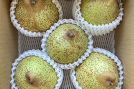 大玉西洋梨！！芳醇な香りと甘味！！果汁豊かなトロリなめらか食感！！西洋梨『シルバーベル』4〜5個入り