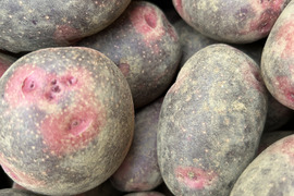 デストロイヤー　グラウンド・ペチカ2kg　農薬化学肥料不使用