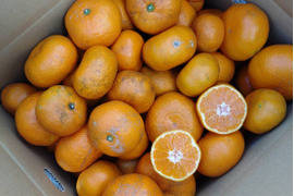 【農薬・化学肥料不使用】神奈川産　青島みかん　10kg (訳あり)