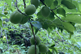 ⭐️農薬除草剤なし⭐️フルーティーな香りが強い生梅小サイズ3キロ★人気です‼️