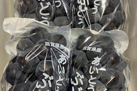 朝採りで厳選！その日に発送【贈答用　藤稔ぶどう】3～4房入り箱