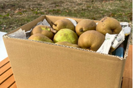 甘さと香り爽やかな★とろける　♦ラ・フランス♦　ご家庭用　約５ｋｇ（１２～２５玉）