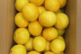 倉橋ミカン食べてクレ園の、はるか（約10kg）広島県　倉橋島はるか