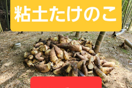 ★自然栽培品　朝掘り　たけのこ　筍　一般流通品　10キロ前後　※10本～15本前後　最短発送　チルド　冷蔵専用箱発送