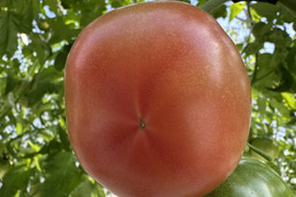 パリッと！新鮮！大玉トマトの2品種ランダムお楽しみセット【6袋】