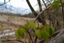 天然　山菜　あけびの芽　３０ｇ