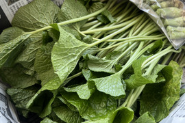 【朝採り当日発送】120年守る安曇野の湧水育ち。希少な「葉わさび1kg」＆お試し生わさび（ご家庭用・100g)セット