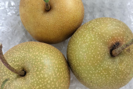 梨 訳ありの通販｜食べチョク｜産地直送(産直)お取り寄せ通販