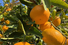 農薬・化学肥料不使用　小田原の規格外品　ミカン　(10㎏)