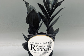 【希少品種！】ザミオクルカス・レイヴン　苗3 号