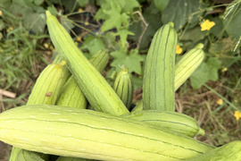 当日朝採り・冷蔵便】甘さが弾けるミニトマト！クリーンなハウス水耕