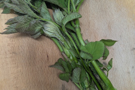 ウド　山うど　天然　山菜　約５００−６００ｇ程度　サイズバラバラ