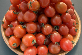 訳ありミニトマト1kg｜キズあり家庭用｜福島県大熊町産｜サンゴ砂礫農法