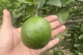 2種類詰め合わせ
レモンレモネード（甘いレモン）
マイヤーレモン