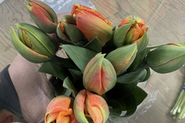 【期間限定】日持ち処理済！新潟の『チューリップ』切花（橙に緑）20本
