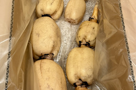 満天☆青空レストラン　じゅん散歩　茨城県土浦市ブランド認定品『市川蓮根』【２キロ】