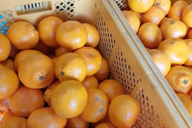 有田みかん【超 訳あり】大玉5kg（箱込）