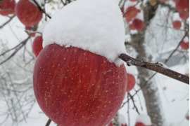 まるせい果樹園の節分りんご　6㌔　贈答用　自家用　家庭用