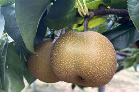 【ﾁｮｯﾄ訳あり】シャリシャリ食感が特徴！【秋月（あきづき）】３㎏