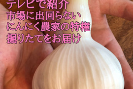 【テレビ1泊家族で紹介】市場に出回らない👀❗️青森生にんにく3玉【月1000箱売れてます✨】