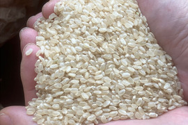 無施肥・農薬不使用・除草剤不使用 南魚沼産コシヒカリ 玄米 5kg