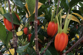 国産乾燥クチナシ100g×4袋