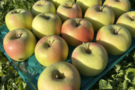 りんごの優等生！青森県産名月(訳あり)約5kg 16個
