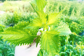 1kg【朝摘み直ぐ発送】農薬不使用香りと鮮度が違う！極上の青紫蘇！