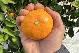 《予約》優品長崎温州みかん原口《M〜Lサイズ3kg》