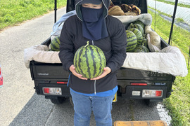 朝採り 羅皇ザ・スウィート すいか【家庭用・訳あり】福岡県朝倉産 ※糖度約11.5度以上の希少品