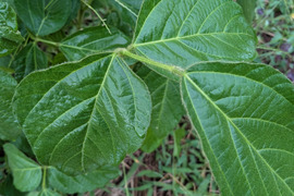 枝豆の葉☘️枝豆の葉は食べれます🌿お茶、または天ぷらでサクッと揚げると香ばしい枝豆の葉🌿☆農薬等不使用☆自然栽培☆ゆうパック📩発送☆まとめ買いもできます☆