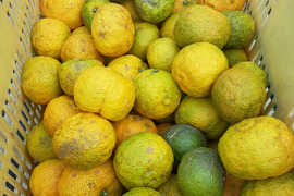 【訳あり農薬不使用】柚子（5ｋg80サイズ）表面にキズあり　家庭用　果汁絞り用　ゆず