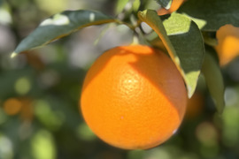 ブラッドオレンジ　モロ